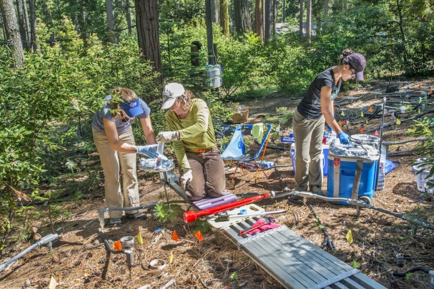 Three research scientists take soil samples at Blodgett Forest.