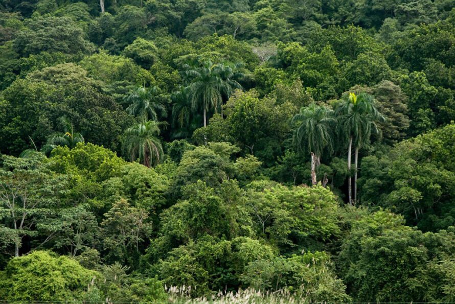 Pananma tropical forest