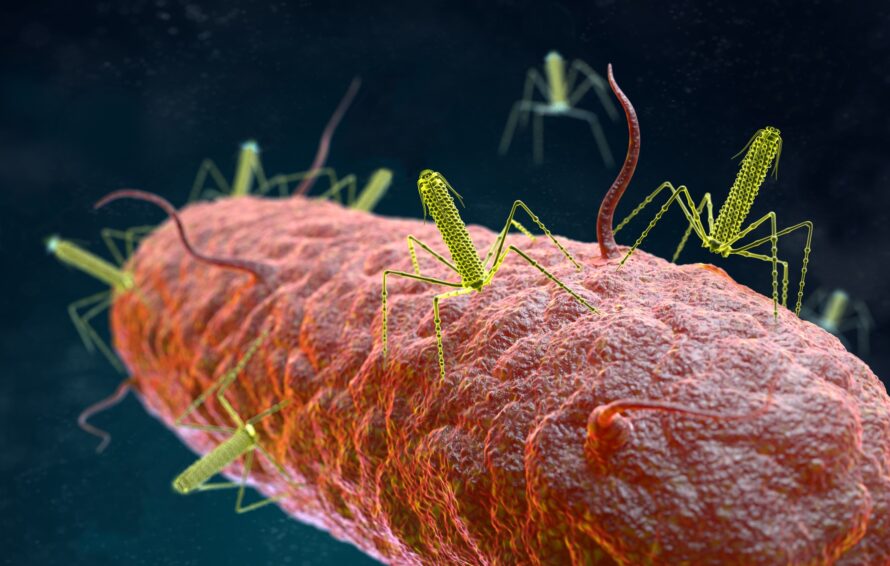 An artistic rendering of tailocins attached to a target bacteria.