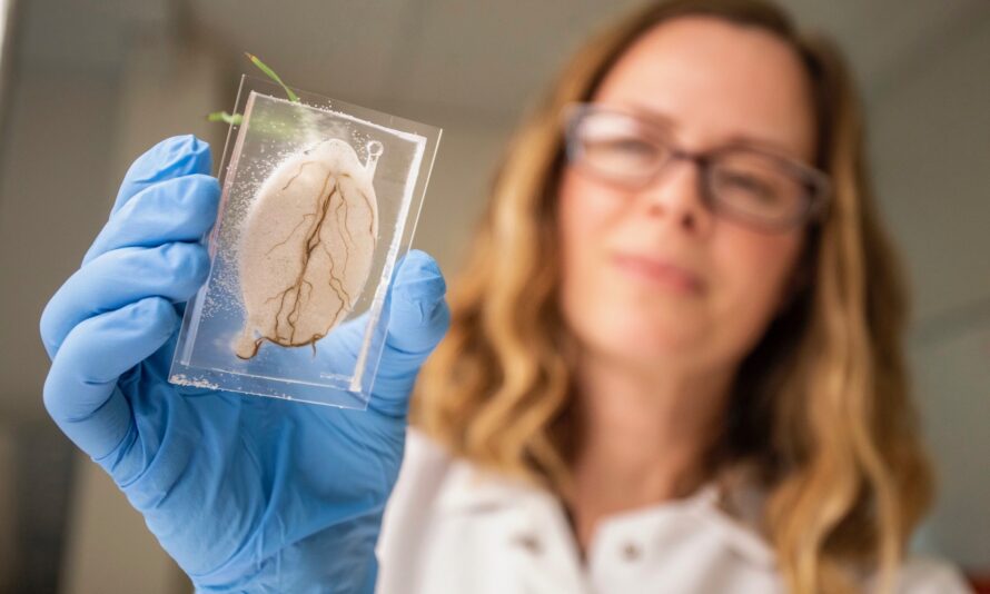 A researcher with long blonde hair holds a sample plate with a growing root system.