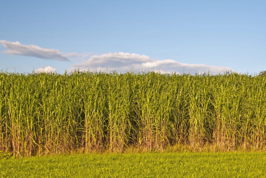 Switchgrass and a blue sky.