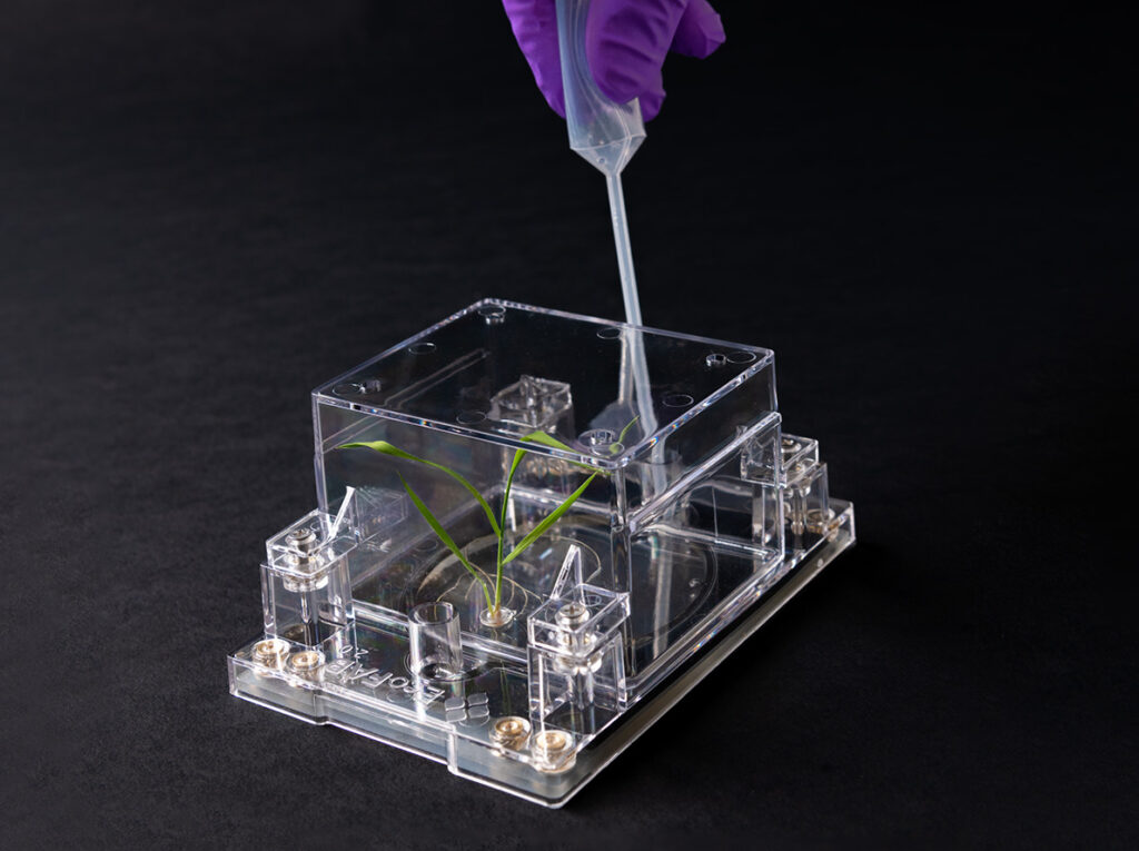 a hand inserts a pipette into a small clear plastic box with a green plant inside