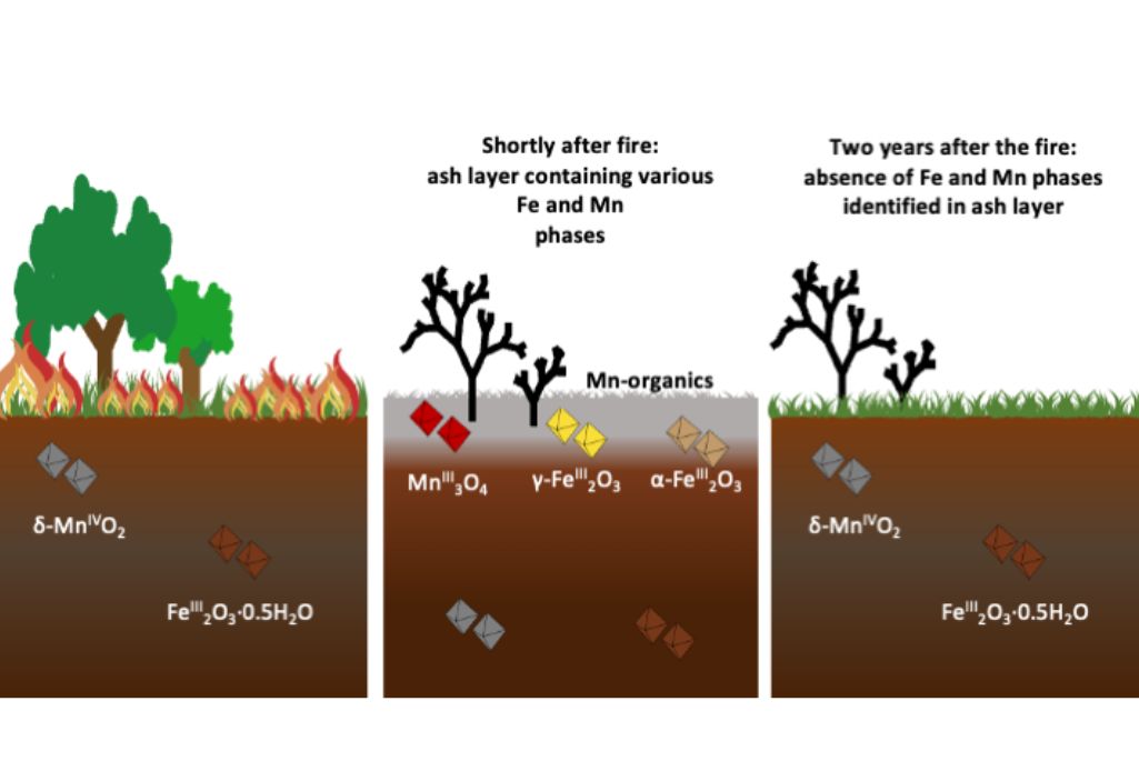 Three-panel illustration showing soil composition changes before, shortly after, and two years after a fire.