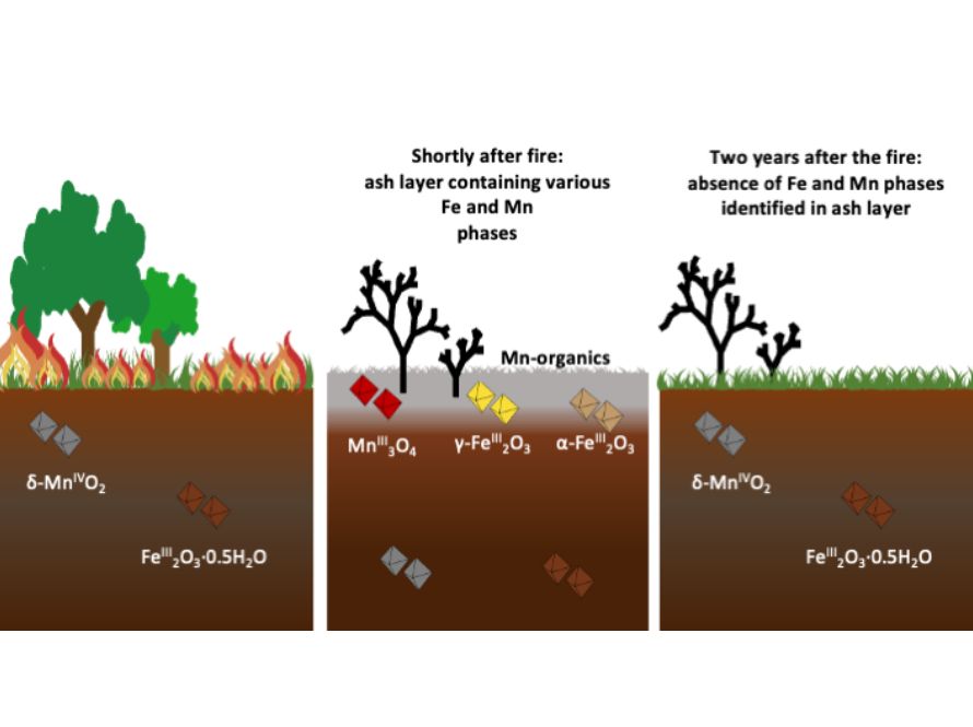 Three-panel illustration showing soil composition changes before, shortly after, and two years after a fire.