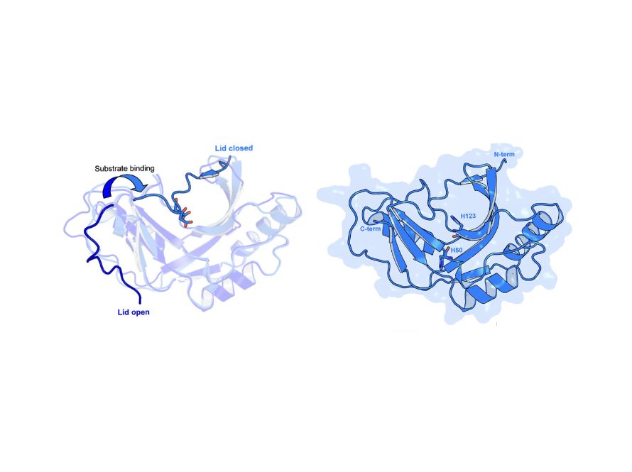 A blue protein structure diagram showing open and closed lids, and a complex structure with labeled terms.