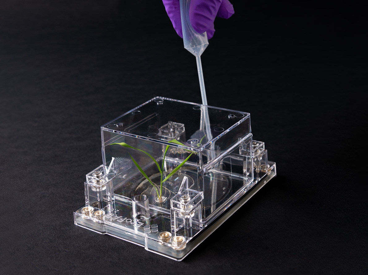 A pipette is held above a small, box-shaped plastic container with a small plant growing inside. 