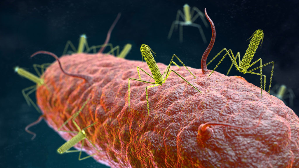 An artistic rendering of tailocins attached to a target bacteria. 
